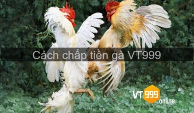 Cách chấp tiền gà giúp anh em nhanh hốt bạc từ nhà cái