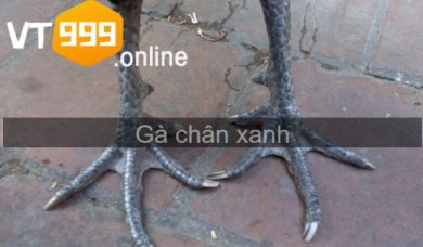 Gà chân xanh - chiến kê bất bại được nhiều người săn đón