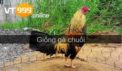 Gà chuối - Thông tin và cách xem mạng của gà siêu chuẩn