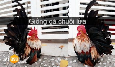 Gà chuối lửa và những điều ít người biết về chiến kê này