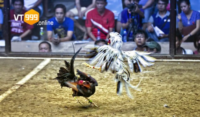 Nguồn gốc đá gà